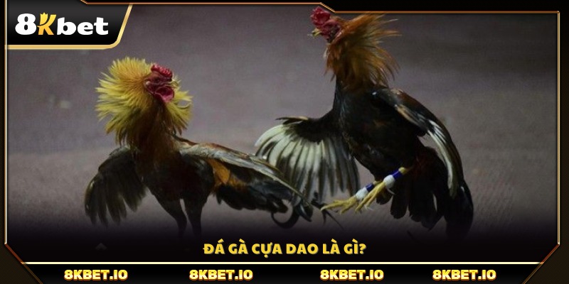 Đá gà cựa dao là gì?